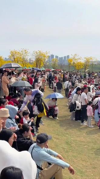 3月的,南宁青秀山满山的黄花风铃木又开了,绵绵不绝,美如仙境#南宁 #黄花风铃木 #绿城南宁 #广西人的浪漫@DOU+上热门 @上热门🔥🔥🔥