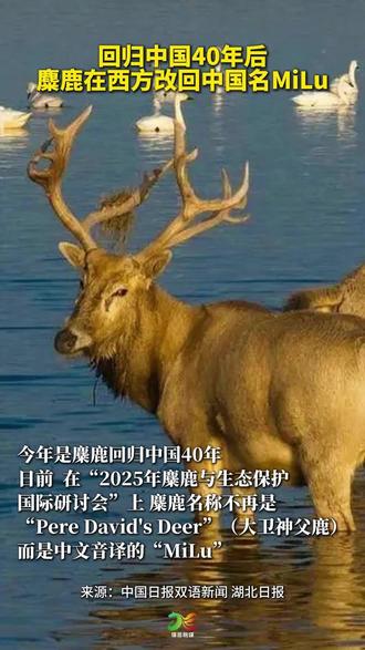 回归中国40年后,麋鹿在西方改回中国名MiLu#麋鹿