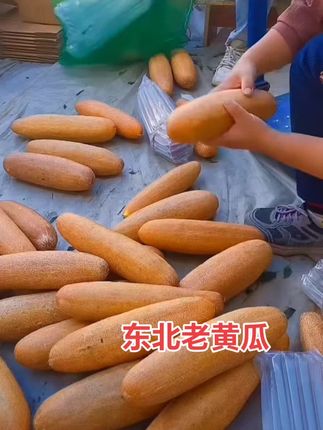 #老黄瓜#东北老黄瓜