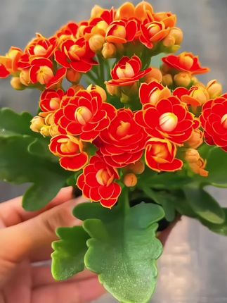 金狐狸长寿花~花期长,四季开花,耐旱好养,花朵为橙色带金边,金狐狸长寿花值得你拥有,南北方都可以种#花卉绿植 #金狐狸长寿花#爱生活爱养花 #花卉绿植 #抖音助农
