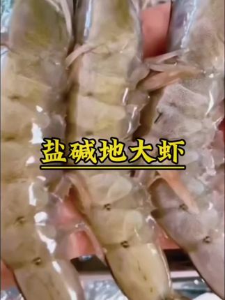 新疆盐碱地养殖大虾无污染,每天喝的是冰川雪水,肉质紧实Q弹,美味可口!#大虾#真材实料才能做出好味道 #新鲜美味#新疆盐碱地大虾