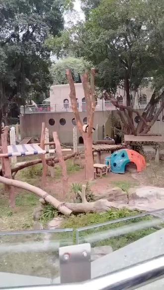 #国宝大熊猫 2月15日收猫小分队收良月崽