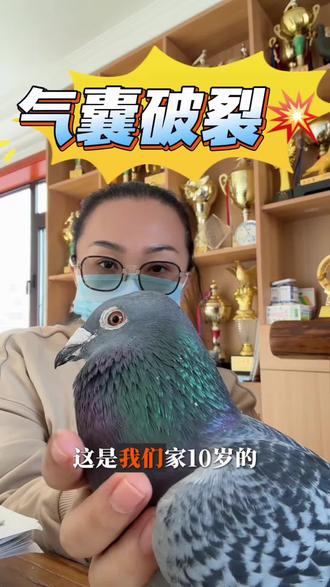 气囊破裂了💥
鸽友们你们都是怎么处理这种情况😔#鸽子 #鸽子养殖技术 #赛鸽