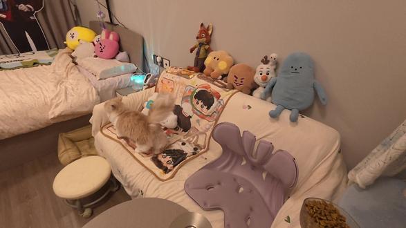 和家里小孩的幸福时光~~
ps:最近很难过的事情,因为不负责任的医生导致5个月的宽宽小猫医疗事故离开,我们记得,你很乖很乖~小朋友被打入那个让她离开的麻醉针的时候,还在踩奶😭😭
刷到姥爷发的视频的时候,哭了几天都没有缓过来,怎样都释怀不了,因为人为的原因导致她的离开,她还没有好好的看过这个世界,宽宽小朋友,我会一直记得你的!!希望姥爷打官司顺利,不负责任的人不配做医生!!
我们眼间距宽宽,鼻子宽宽,嘴套也宽宽,耳间距也宽宽,老实巴交的孩子,我们叫宽宽😭😭😭
#邓峰萌萌摔肿了 #萌宠出道计划#猫 #宽宽 #宽宽事件