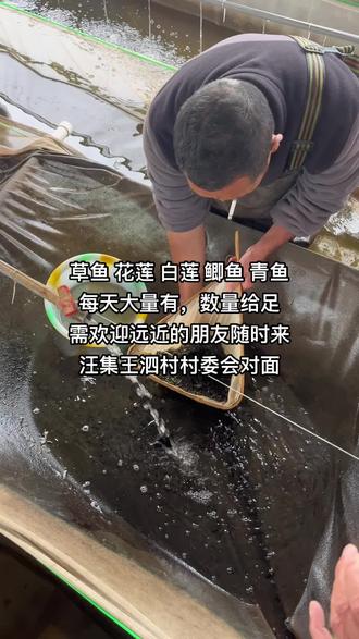 #鱼苗批发 新洲汪集王泗村村委会对面