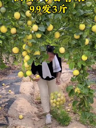 9.9发的3斤百香果真的好吃,纯甜无酸的,老人小孩都爱吃#百香果 #钦蜜九号百香果 #纯甜无酸 #水果#黄金百香果