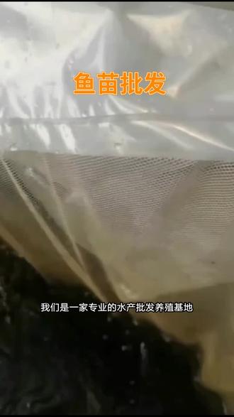 武汉鱼苗批发养殖基地,黄骨鱼苗批发价格,塘角鱼苗,草鱼苗,加州鲈鱼苗,桂花鱼苗 #草鱼苗批发