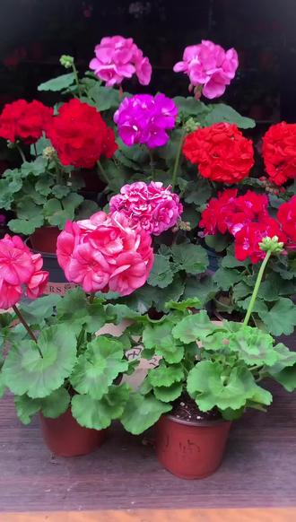 天竺葵花开满窗台,清新空气就靠它!