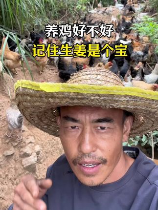 鸡养的好不好,记住生姜是个宝#三农养殖 #散养土鸡#养鸡人#养鸡知识#养鸡小妙招@抖音小助手