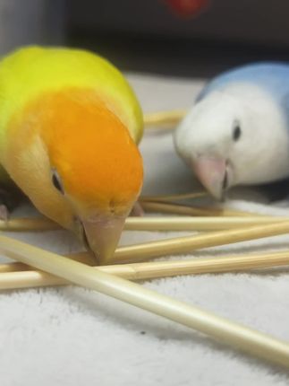 太解压了,两只小鸡忙坏了! #鹦鹉鹦鹉萌萌哒逗鹦鹉 #鹦鹉🦜 #鹦鹉啃咬 #养鹦鹉日记 #新手养鸟