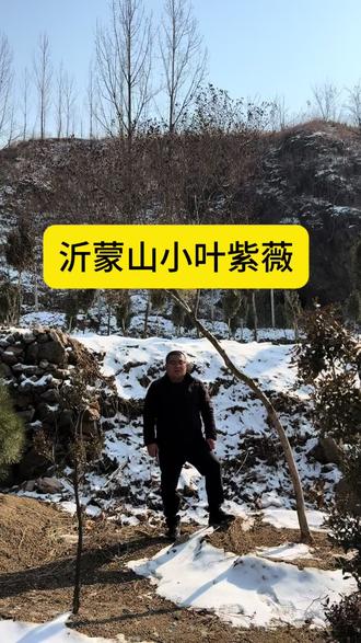 沂蒙山小叶紫薇临水造型适合假山鱼池#沂蒙山小叶紫薇#紫薇#别墅庭院植物