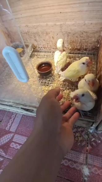 马上就可以训练上手玩了#手养鹦鹉 #日本桃鹦鹉 #农村生活