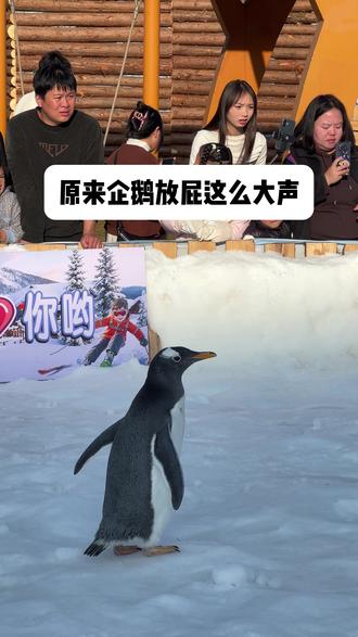 原来企鹅放屁这么大声💨 #这是什么动物有人认识吗 #企鹅 #梅花山南国雪乡 #萌宠出道计划 #企鹅巡游
