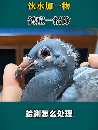 #赛鸽#信鸽#鸽子养殖技术