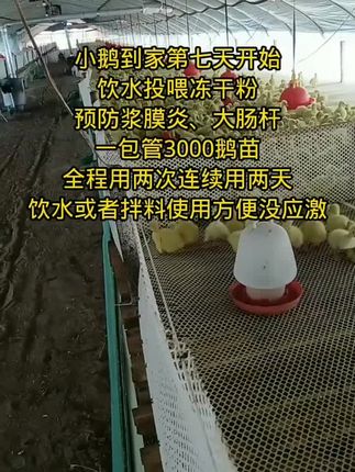 #养鹅技术分享 #养鹅人 #养鹅技术 #肉鸭养殖