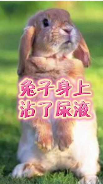 兔子身上沾了尿液怎么洗? #宠物兔