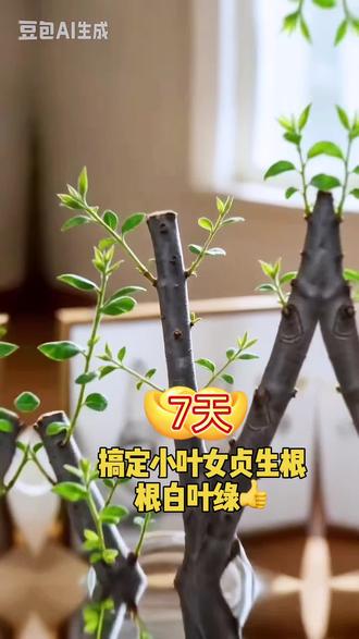 七天搞定小叶女贞生根。水培小叶女贞别再傻傻的等他自然生根, 因为很可能等两三个月臭了烂了也不会生根,越早用生根液,成活率越高,出根越快#水培 #水培植物 #水培小叶女贞 #小叶女贞 #小叶女贞水培