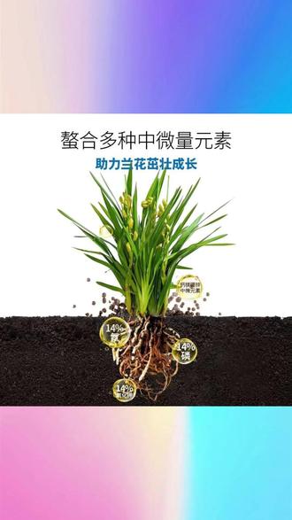 【抢!买2发3】兰花专用控释肥促进君子兰蝴蝶兰开花君子兰专用肥料 #兰花控释肥 #君子兰肥料 #蝴蝶兰促花 #买2发3肥料 #兰花专用肥