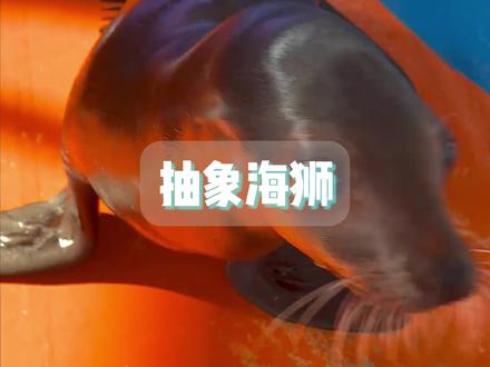 抽象海狮是啥梗 #表情包 #梗 #搞笑 #无语