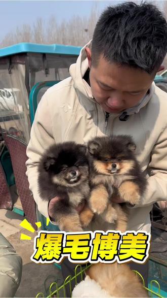 你知道如何挑选哈多利小体博美吗#博美#哈多利球体博美 #铁包金博美 #黄博美