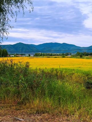 #治愈系风景 #乡村风景
