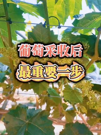 葡萄采摘结束一定要用上这个最牛促花绝密配方!#葡萄种植技术#促进花芽分化#果园管理#农业植保知识分享