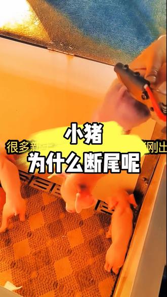 小猪为什么断尾#科学养猪#养猪知识#三农#养猪小妙招