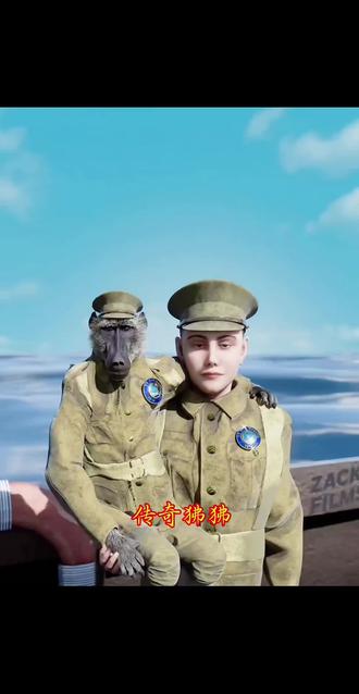 战壕里忠诚护主,铁轨上安稳执勤,狒狒的一生太过传奇#科普 #涨知识 #猎奇