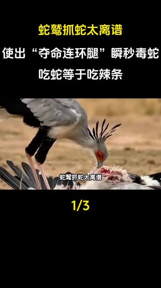 蛇鹫抓蛇太离谱!使出“夺命连环腿”瞬秒毒蛇,吃蛇等于吃辣条#科普#科普一下#科普知识#科普故事#奇闻奇事