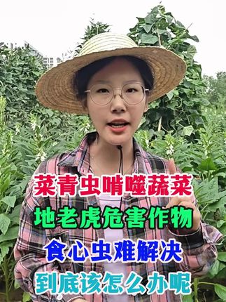 菜青虫啃食蔬菜,怎么办?地老虎危害作物,怎么解决?食心虫难打又难治,怎么搞定?#地下害虫#害虫#蔬菜种植#地老虎