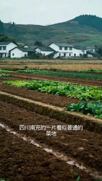 四川老农菜地从地下出现不明火苗怎么都啪不灭#@