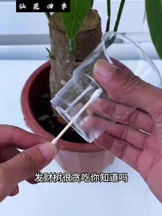 家人们,有没有过这种崩溃时刻😫?满心欢喜把心爱的植物搬回家,天天精心浇水、细心呵护,结果它不但不长个儿,叶子还一片片变黄,就像生了场大病,蔫头耷脑的,看着就让人心疼。明明自己已经付出了那么多心血,可植物就是“不买账”,这到底是怎么回事啊?别急,今天就给大家带来一款能拯救你家植物的“救星”——植物再生剂!