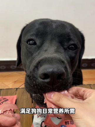 一块多一包的狗饭都不薅,还在等什么呢!关键小狗贼爱吃,而且天气热狗狗多吃湿粮还更好消化!#萌宠好物 #狗狗湿粮 #新手养狗 #狗饭 #挑食狗