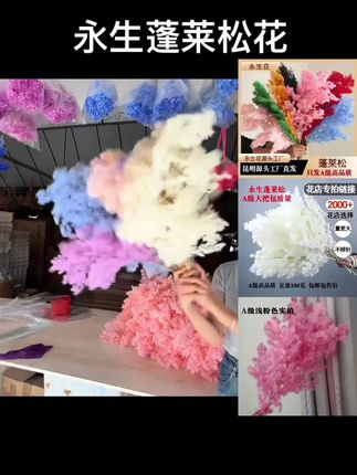 #A级永生花蓬莱松♥包邮包售后云南永生花工厂直发花店专用不掉帧