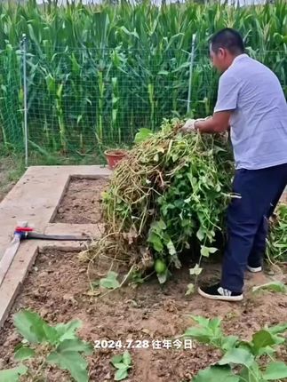 种过一茬菜的土壤一定要记得清理干净,然后在撒点#生石灰粉 这样可以减少下茬作物的病虫害发生,后期蔬菜长得漂漂亮亮#种植小技巧 #在家种菜 #超便宜超划算 #病虫害防治