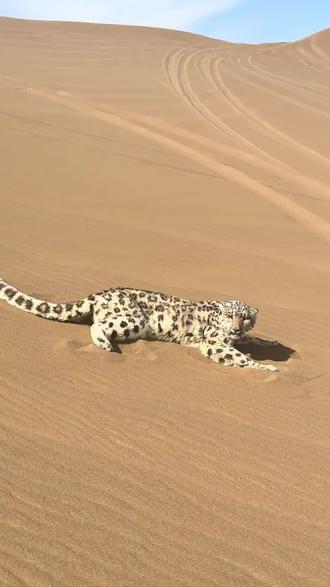 雪豹下天山,吴入鄯善县库木塔格沙漠