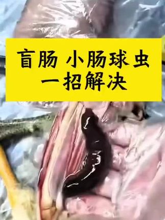 #上热门 #三农#新农人计划2025#鸡球虫#鸡拉血便@抖音小助手 @DOU+上热门