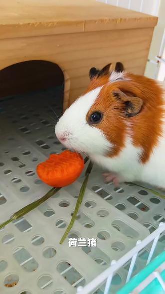 荷兰猪如何喂食蔬菜水果#科学养宠攻略 #荷兰猪 @抖加🔥上热门🔥dou+🔥热点宝