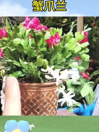 #蟹爪兰 #蟹爪兰盆栽带花苞带盆#多色重瓣新品花卉植物室内#螃蟹抓花室内花卉