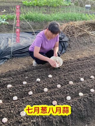 #大蒜种植管理#大蒜种植#上热门🔥 #发酵稻谷壳