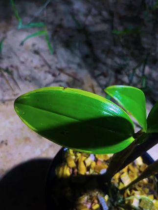 已经艺了三代的#兰花种植 #绿植盆栽 #养花人 #花卉绿植 #开花了