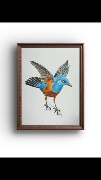 简单易学的彩铅鸟类蓝矶鸫画法 #画画手绘 #绘画作品 #简笔画画 #画画教程 #彩铅