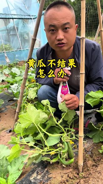 黄瓜不结果,怎么办? #黄瓜不开雌花怎么办 #黄瓜种植 #黄瓜种植技术