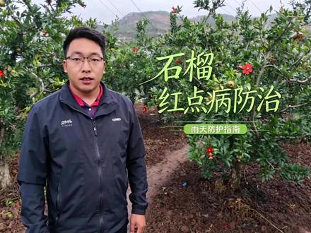 持续阴雨天气,如何防治石榴红点?
石榴红点属于什么病害?真菌?细菌?
#会理石榴 #持续阴雨 #种植管理技术#豆包AI #诺普信在会理