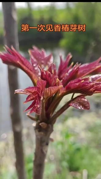 香椿树发芽了!#香椿树