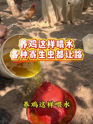 养鸡这样喂水,各种寄生虫都让路 #鸡鸭鹅养殖 #养鸡#养鸡人#养鸡小妙招#三农