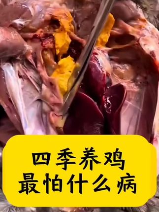 #上热门 #三农#新农人计划2025#鸡呼噜怪叫#鸡张口呼吸@抖音小助手 @DOU+上热门
