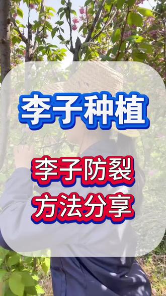 李子防裂果方法分享#李子树管理 #李子种植技术 #李子裂果 #李子防裂