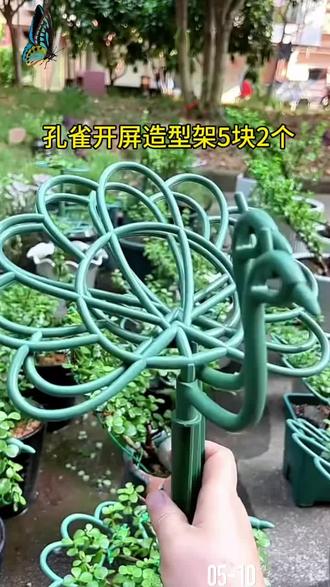 孔雀造型太阳花专用支架孔雀花支架蟹爪兰嫁接专用多层支撑#园艺造型 #蟹爪兰支撑架 #花架 #孔雀花架 #太阳花造型
