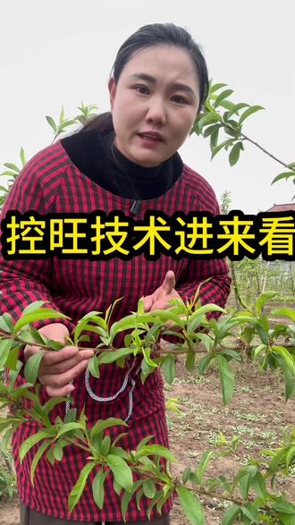 正确的控旺少不了#桃树的种植管理 #如何让果树增产增收 #来抖音学农技 #真实的种植技术